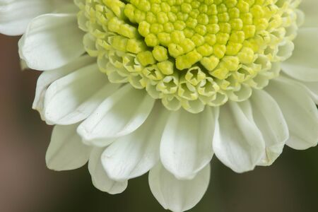 White Mum flower closeupの素材