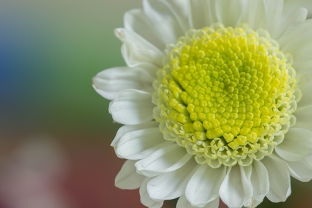 White Mum flower closeupの素材