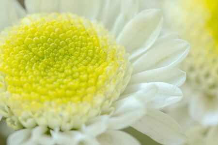 White Mum flower closeupの素材
