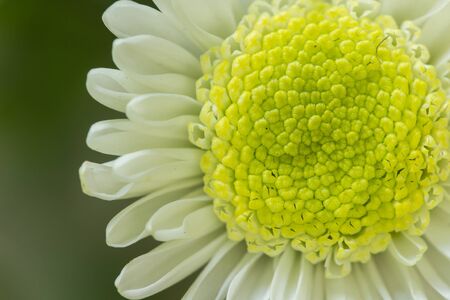 White Mum flower closeupの素材