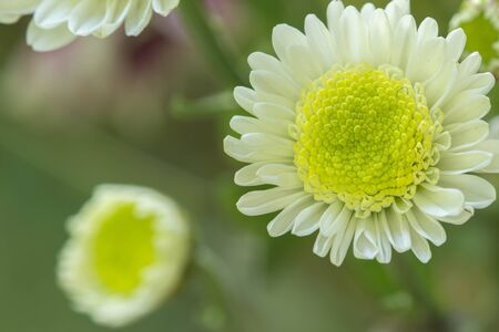 White Mum flower closeupの素材