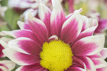 Pink Mum flower closeupの素材