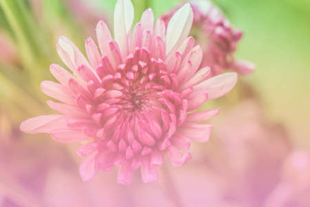 Pink Mum flowers closeupの素材