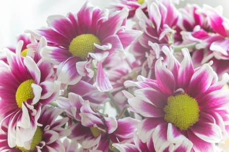 Pink Mum flowers closeupの素材