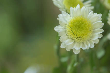 White Mum flowers closeupの素材