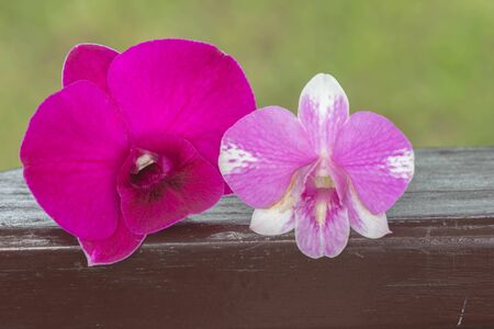 Pink and purple orchids on wooden groundの素材