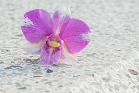 Pink orchid on white backgroundの素材