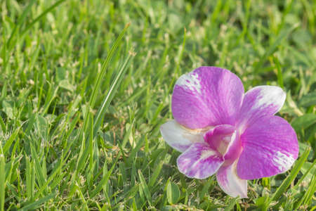 Pink orchid on grassの素材