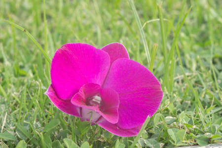 Purple orchid on grassの素材