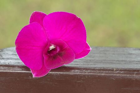 Purple orchid on woodの素材