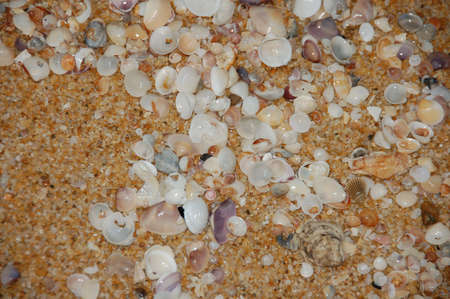 Sea shell on sea shore in Merang, Malaysia