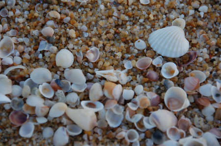 Sea shells on shore Merang, Malaysia