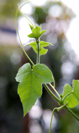creeping plant