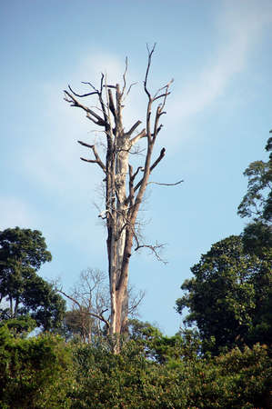  dead tree in forest next to  a road