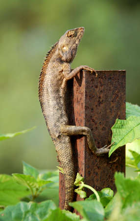 chameleonの写真素材