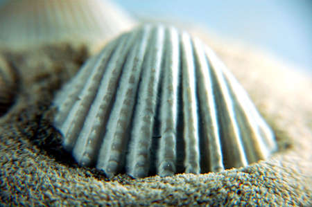 Sea shells on fine sandsの写真素材