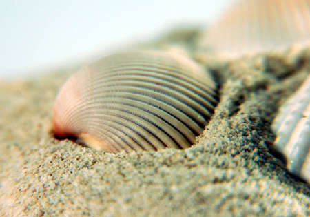 shell on sands