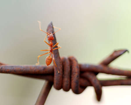 worker ant on rusty barb  wireの写真素材