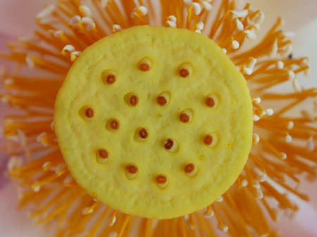 lotus flower after petal fallen offの写真素材