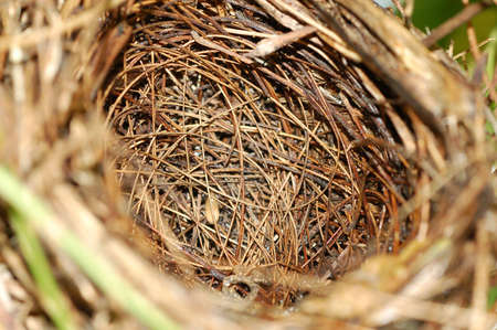empty nest of small bird