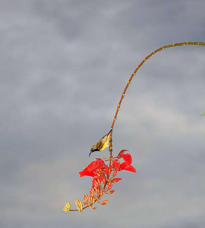 small yellow bird with cooked bead on red flowers as back groundの写真素材