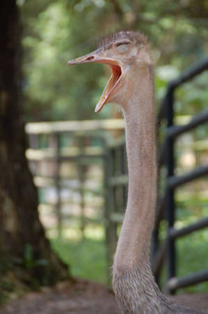 ostrich standing looking far for any dangerの写真素材