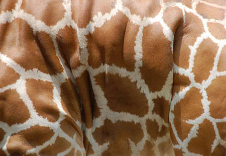 skin of mother giraffe with pattern