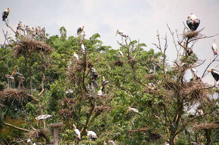 old wise stock which fairly tale bring  into worldの写真素材