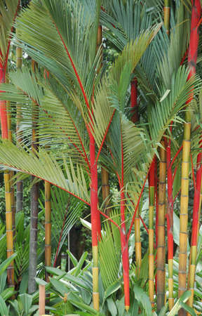red palms planted for land scaping in a public parkの写真素材