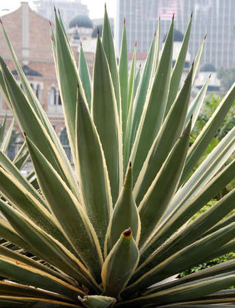 decorative plant found in Malaysiaの写真素材