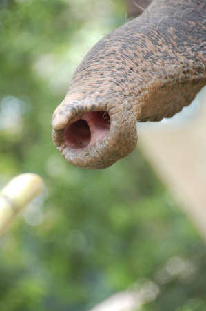 elephant trunk in action receiving a sugar caneの写真素材