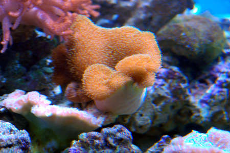 Anemones and cora in a live coral aquarium