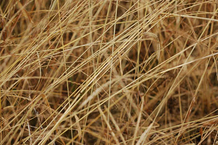 dried weed or grass after being killed weedkillerの写真素材