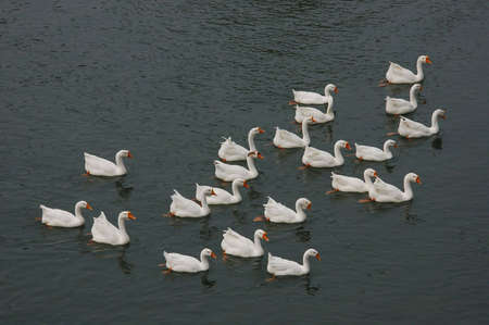 geese swimming  in formation in riverの写真素材
