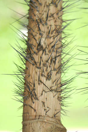 long and sharp thorns of a palm tree