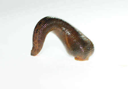 a fat worn which lives in wet place and fasten itself onto the bodies of humans and animals to take their bloodの写真素材