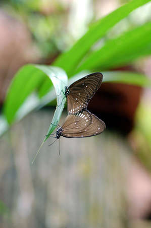 Brown butterfly mating and  resting on leave 