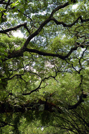 big tree trunk with many parasitive plantsの写真素材
