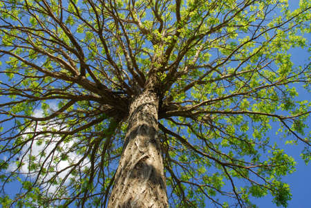 spring time showing green leaves and blue sky as backgroundの写真素材