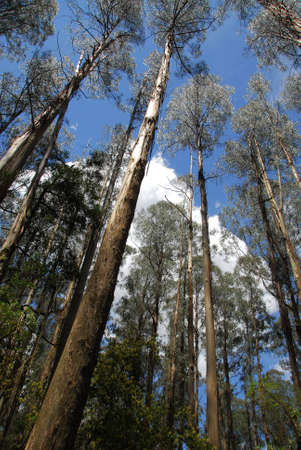 Australia eucalypt forest. Showing tree reach up with no branches until your eye reaches near the...