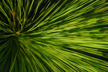 blur background formed by grass tree の写真素材