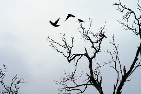 birds flying off  dead tree branchesの写真素材