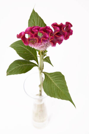 Celosia in glass vase on white backgroundの写真素材