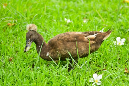 Duck walking in the lawnの写真素材