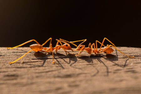 Two ant macro photographyの写真素材