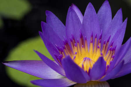 Lotus flower on black background.の写真素材