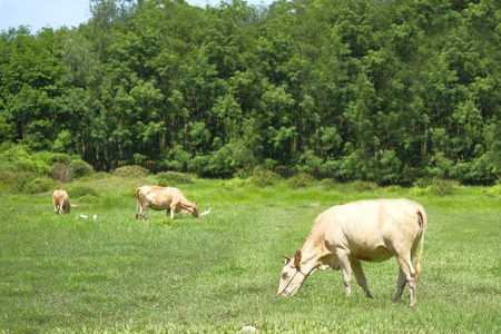 The cows are eating grass.の写真素材