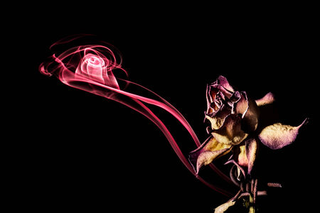 Departing soul of dying rose, studio shot on black の写真素材