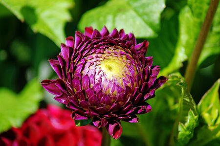 Purple dahlia blossom in a flower gardenの写真素材