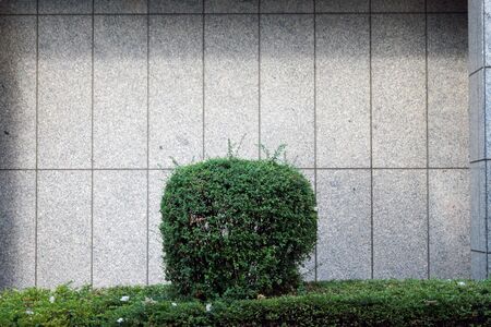 Photography of a green bush in front of a gray, tiled wallの写真素材